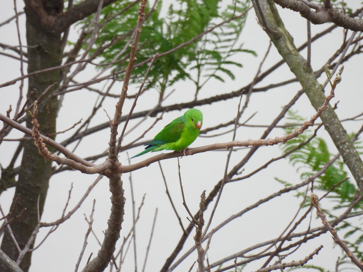 オナガミドリインコ - ML645015407