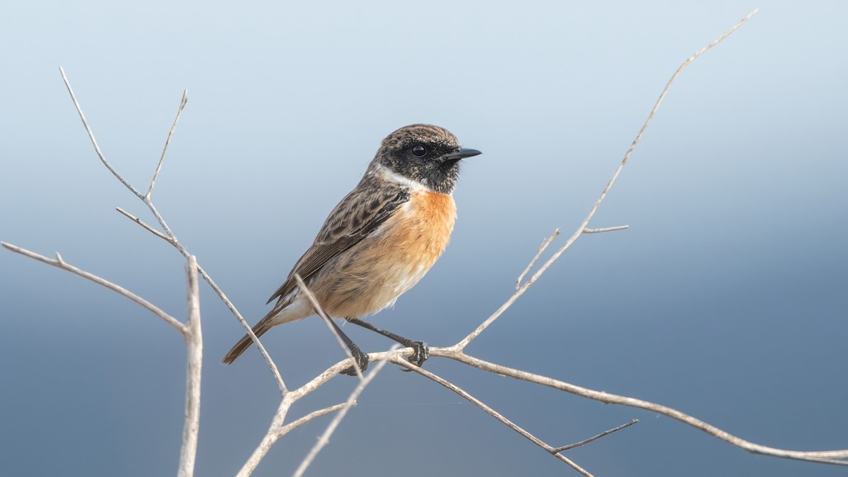 European Stonechat - ML645015411