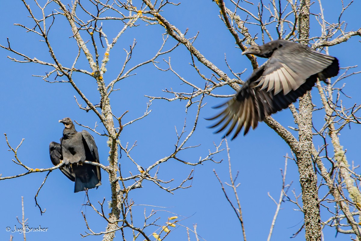 Black Vulture - ML645015414