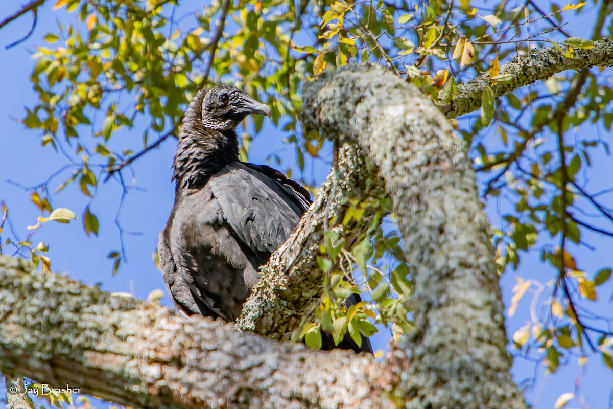 Black Vulture - ML645015415