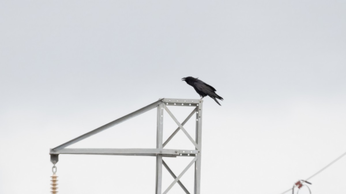 Grand Corbeau - ML645015420