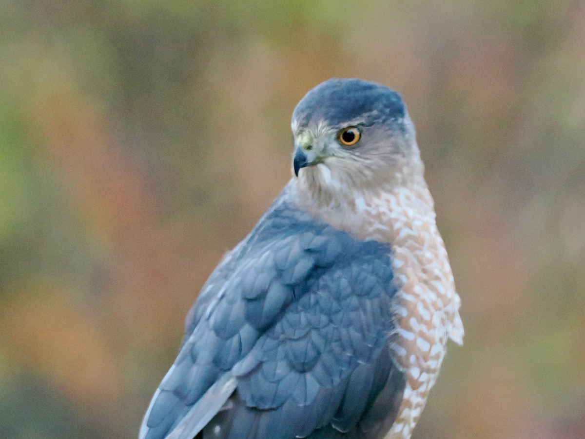 Gavilán de Cooper - ML645015427