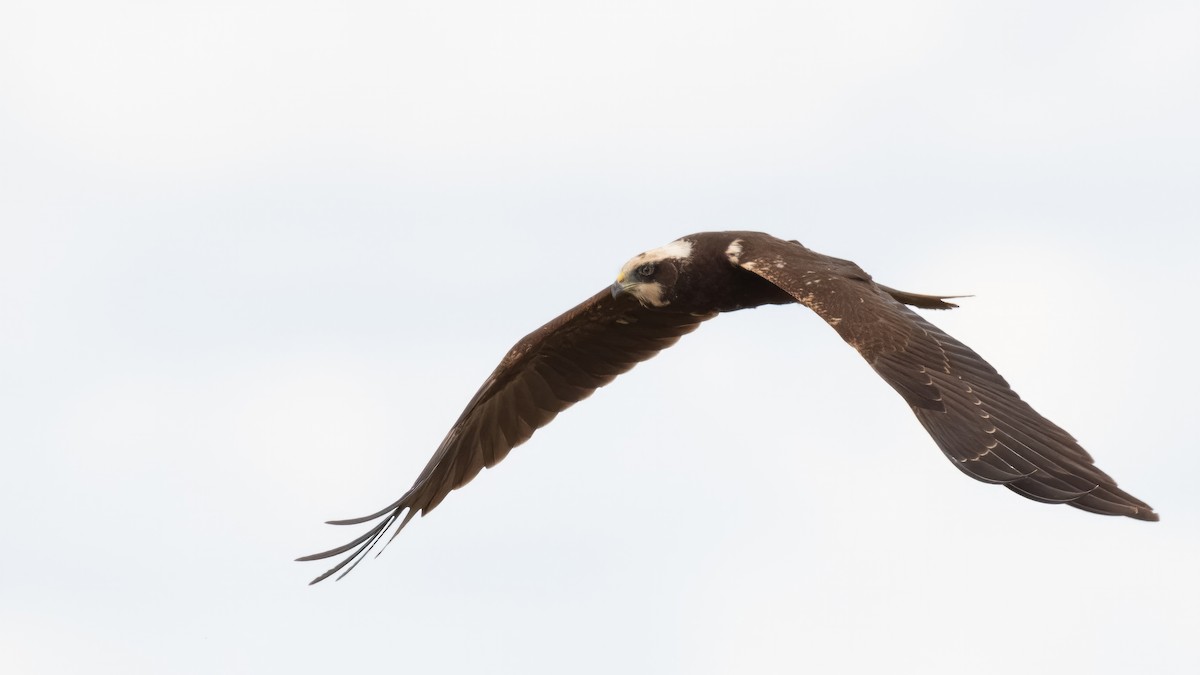 Western Marsh Harrier - ML645015428