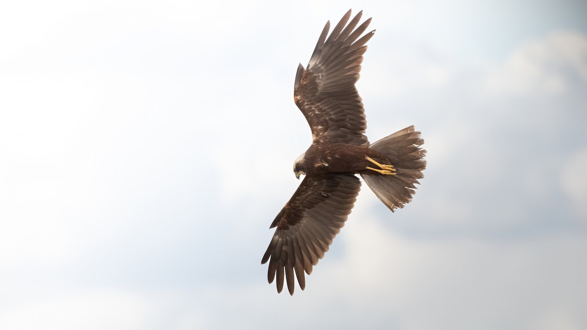 Western Marsh Harrier - ML645015429