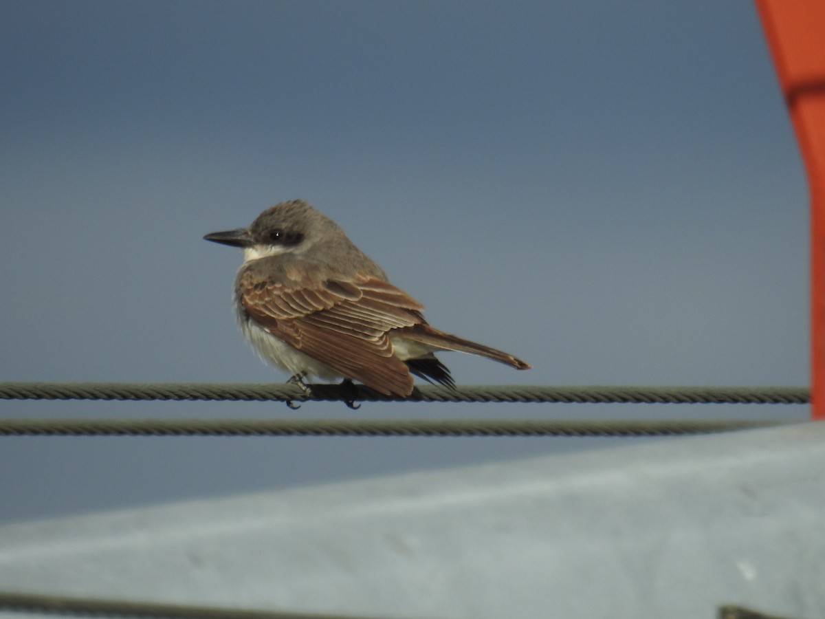 Gray Kingbird - ML645015432