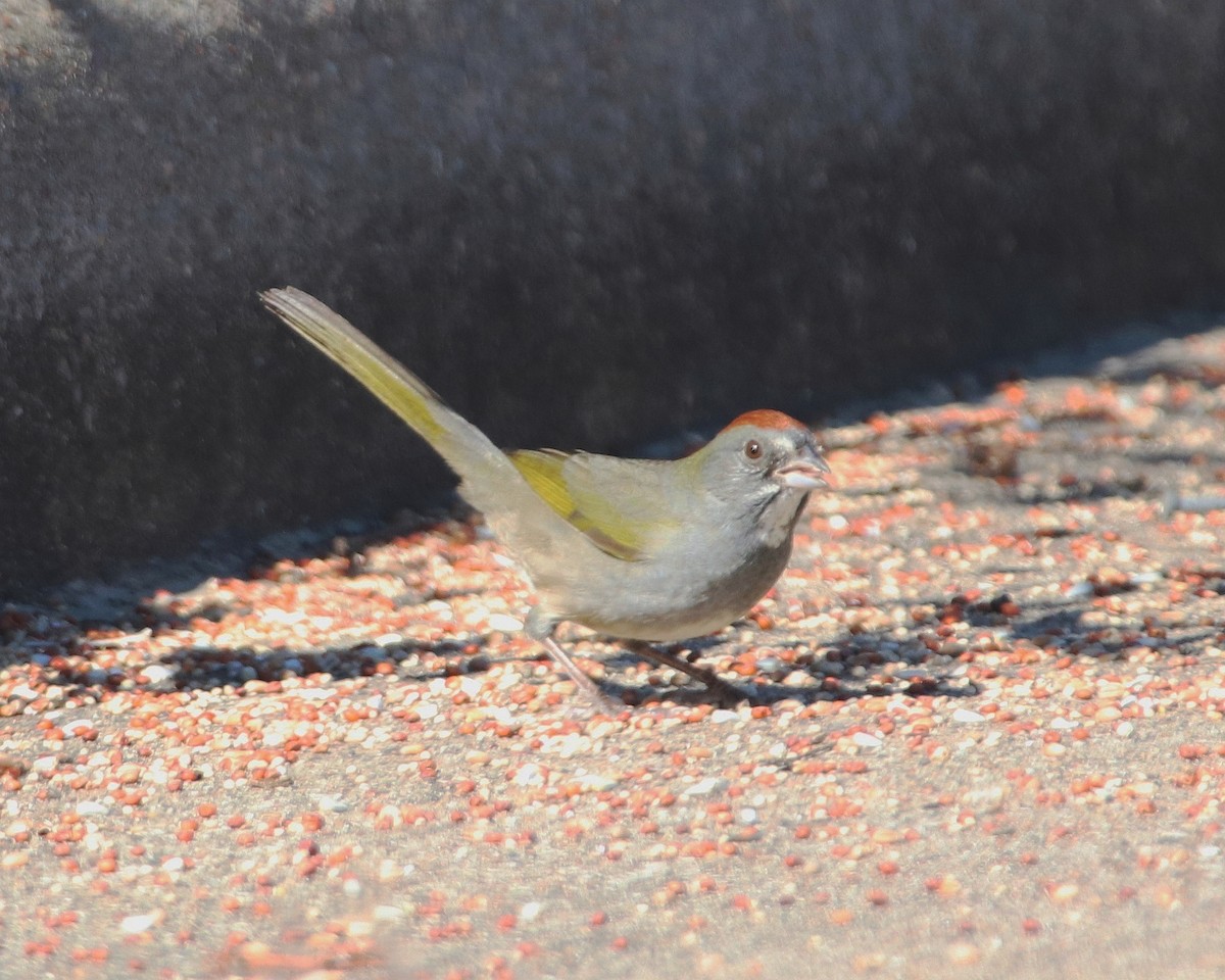 Green-tailed Towhee - ML645015434