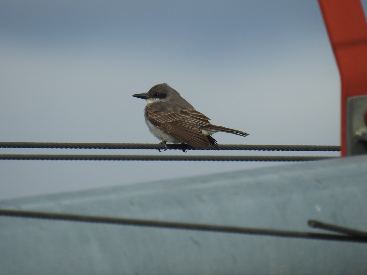 Gray Kingbird - ML645015435