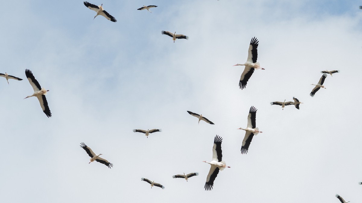 White Stork - ML645015442