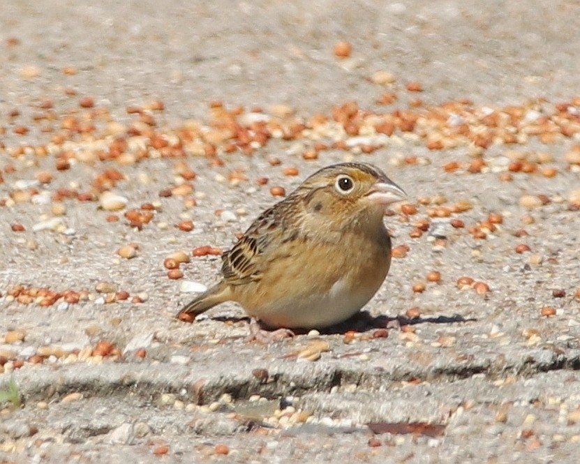 Grasshopper Sparrow - ML645015452