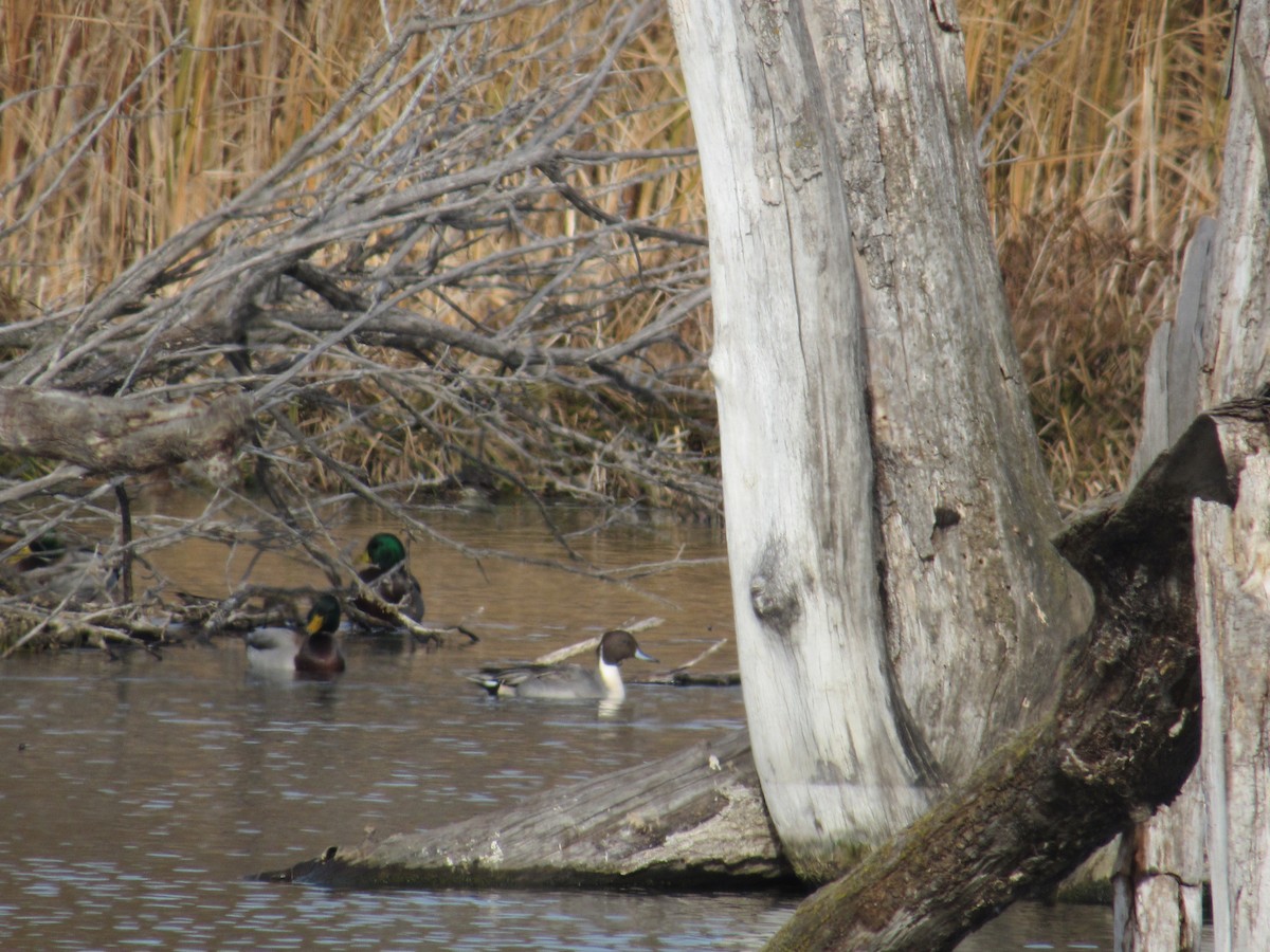 Northern Pintail - ML645015453