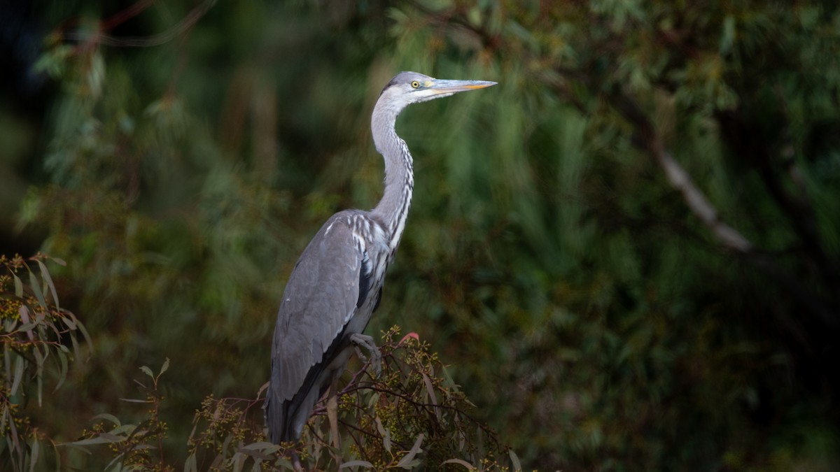 Gray Heron - ML645015463