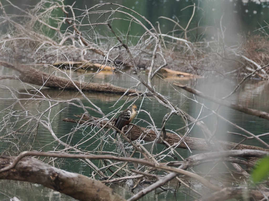 ツメバケイ - ML645015470