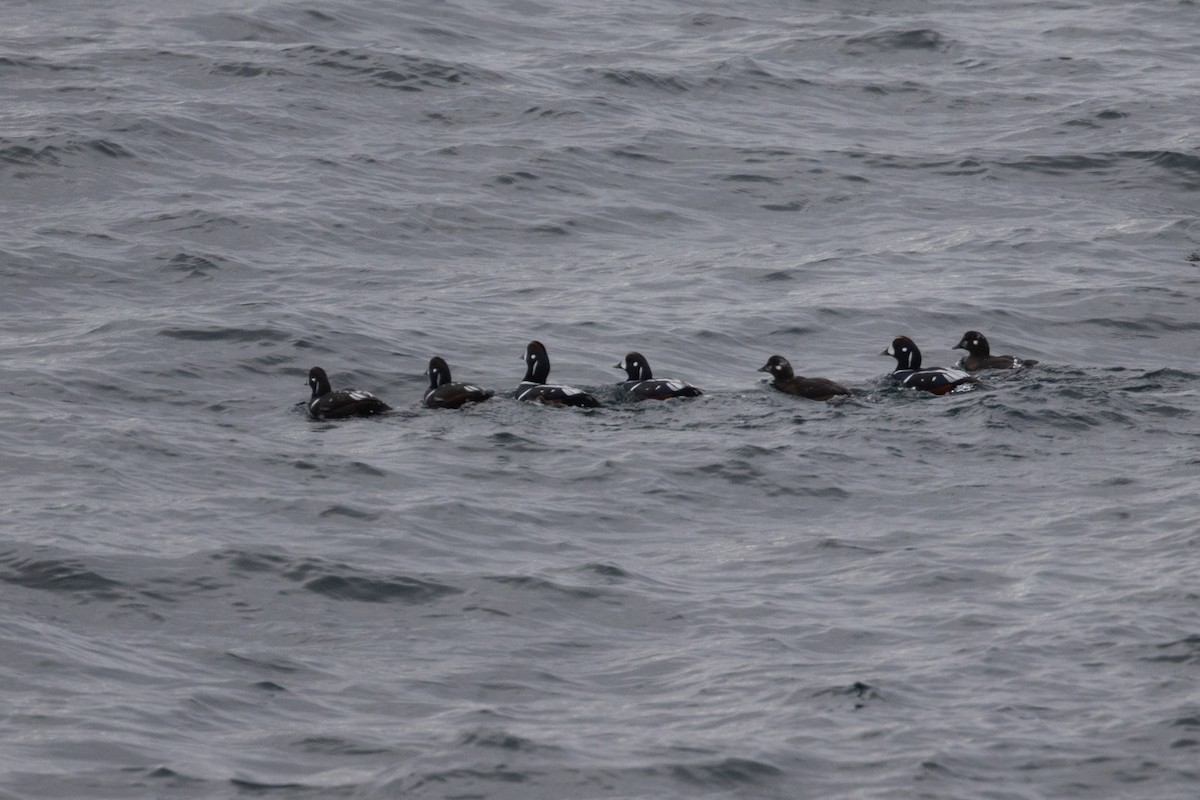 Ahate arlekina - ML645015477