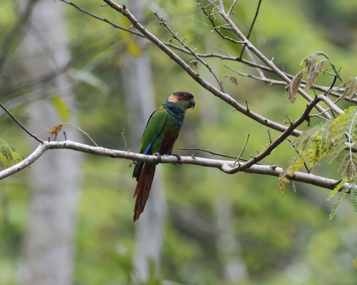 Ochre-marked Parakeet - ML645015479
