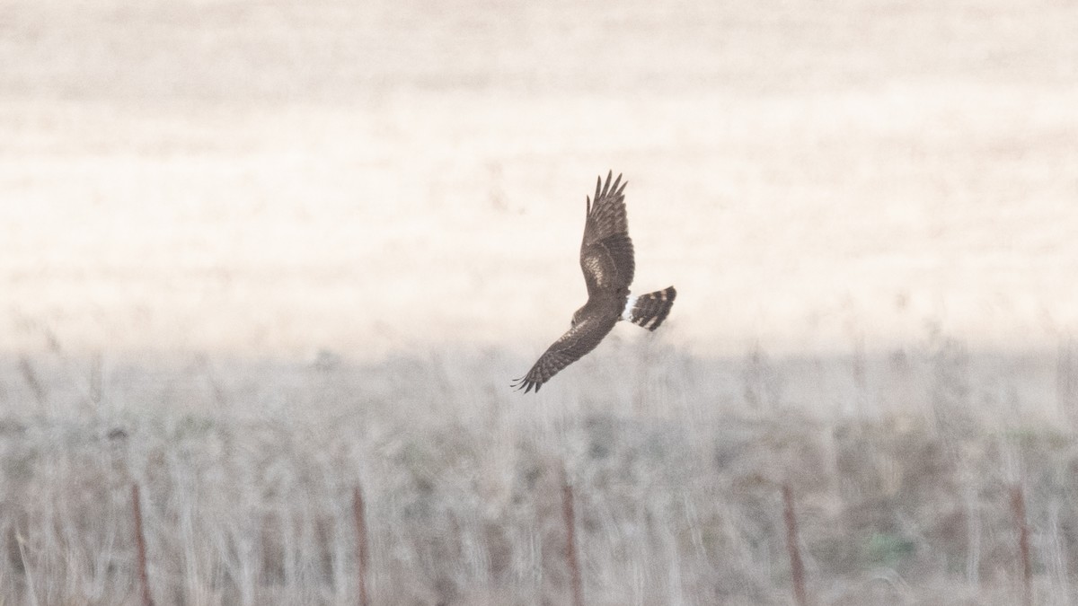 Hen Harrier - ML645015496
