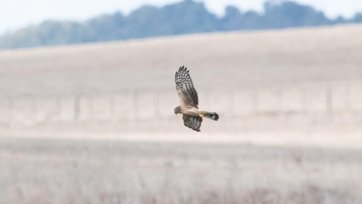 Hen Harrier - ML645015497