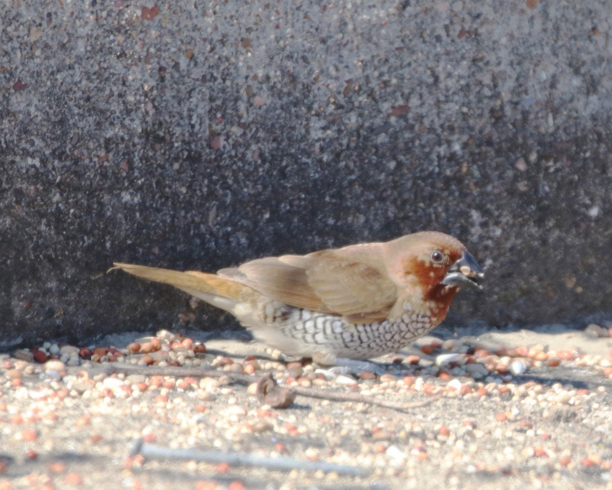 Scaly-breasted Munia - ML645015507