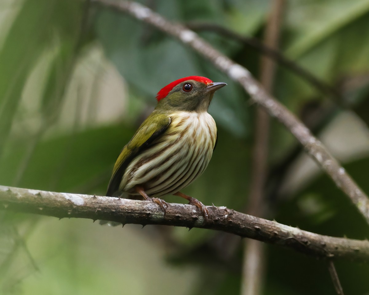 Kinglet Manakin - ML645015513