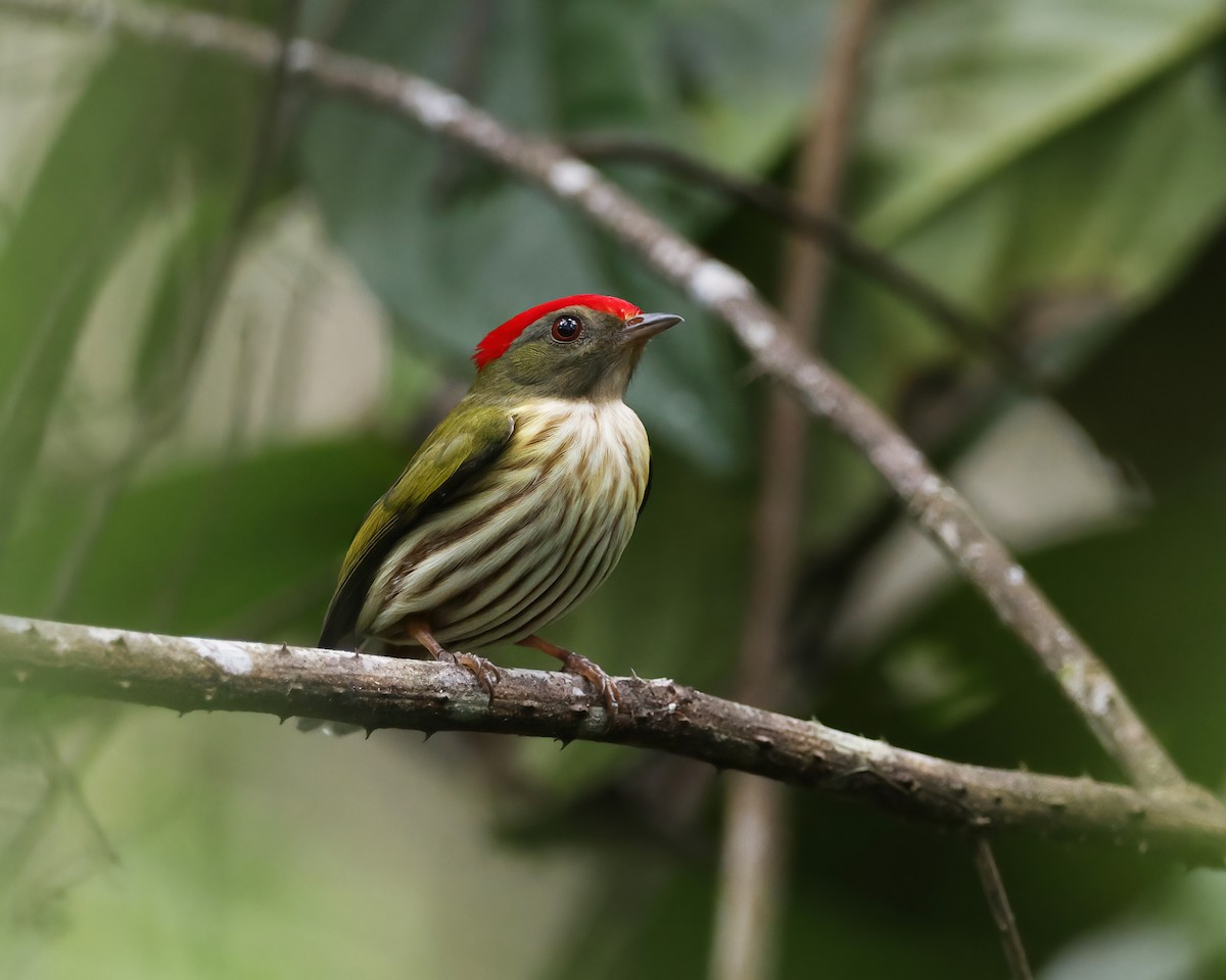 Kinglet Manakin - ML645015514
