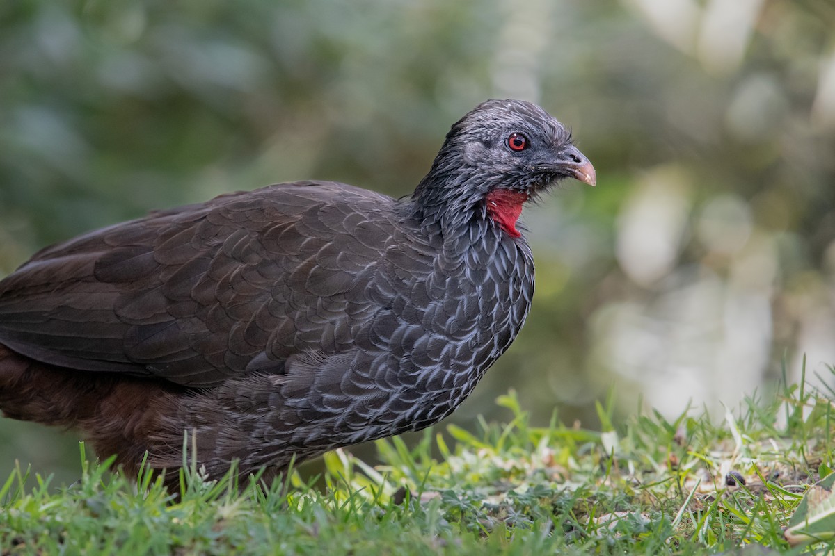 Пенелопа андська - ML645015528