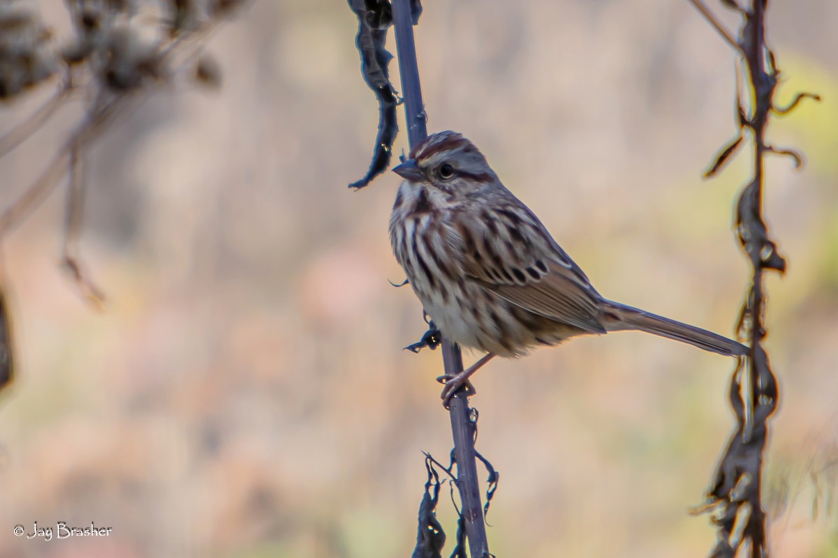 Song Sparrow - ML645015530