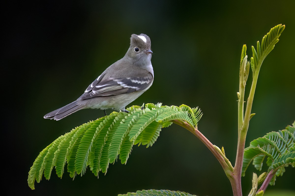 White-crested Elaenia - ML645015532