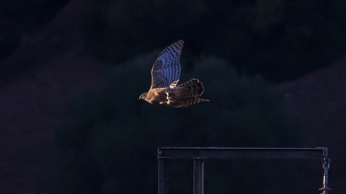 Eurasian Goshawk - ML645015538
