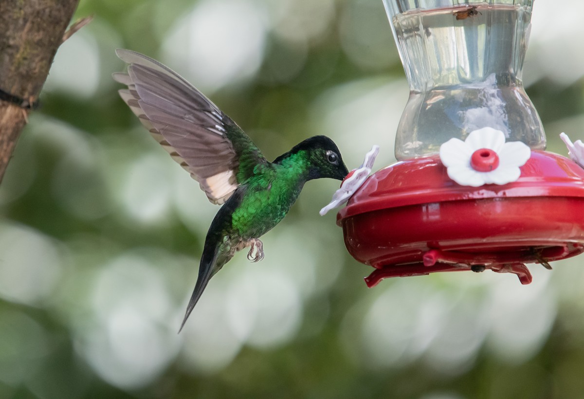 inka andský - ML645015539