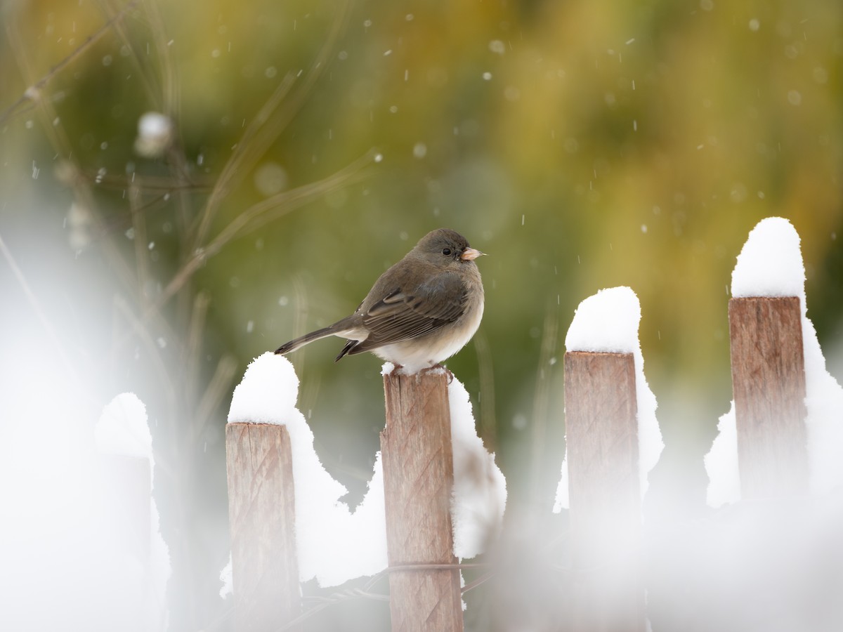 Серый юнко - ML645015543