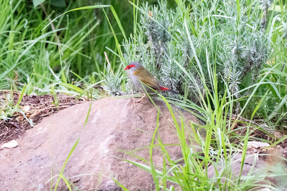 Al Kaşlı Belikınalı - ML645015547