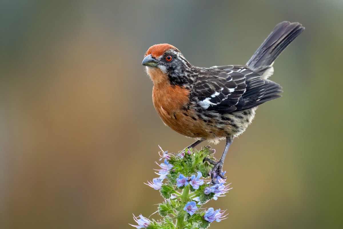 bylinorubec chilský - ML645015560