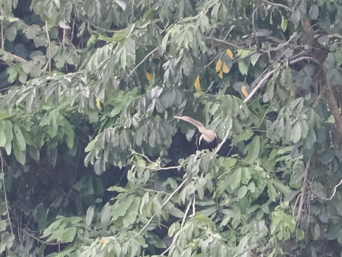 アメリカヘビウ - ML645015562