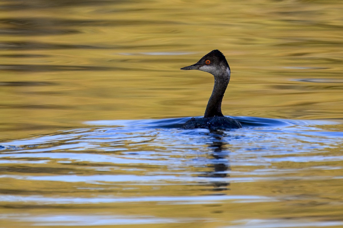 potápka černokrká - ML645015565