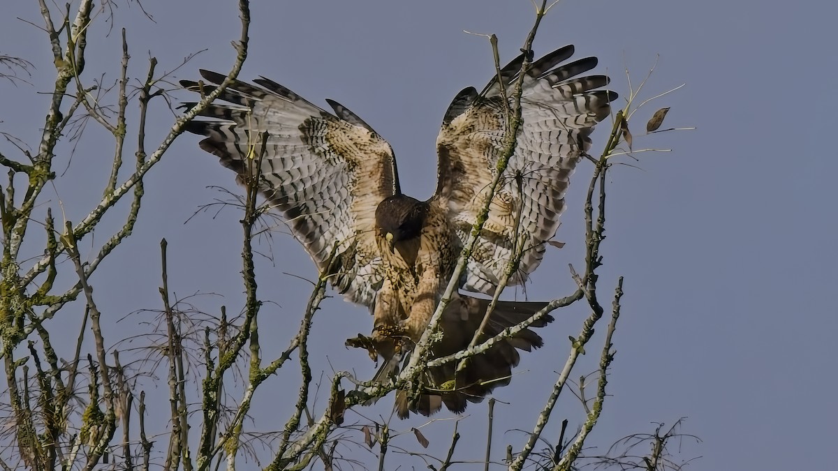 Red-tailed Hawk - ML645015568