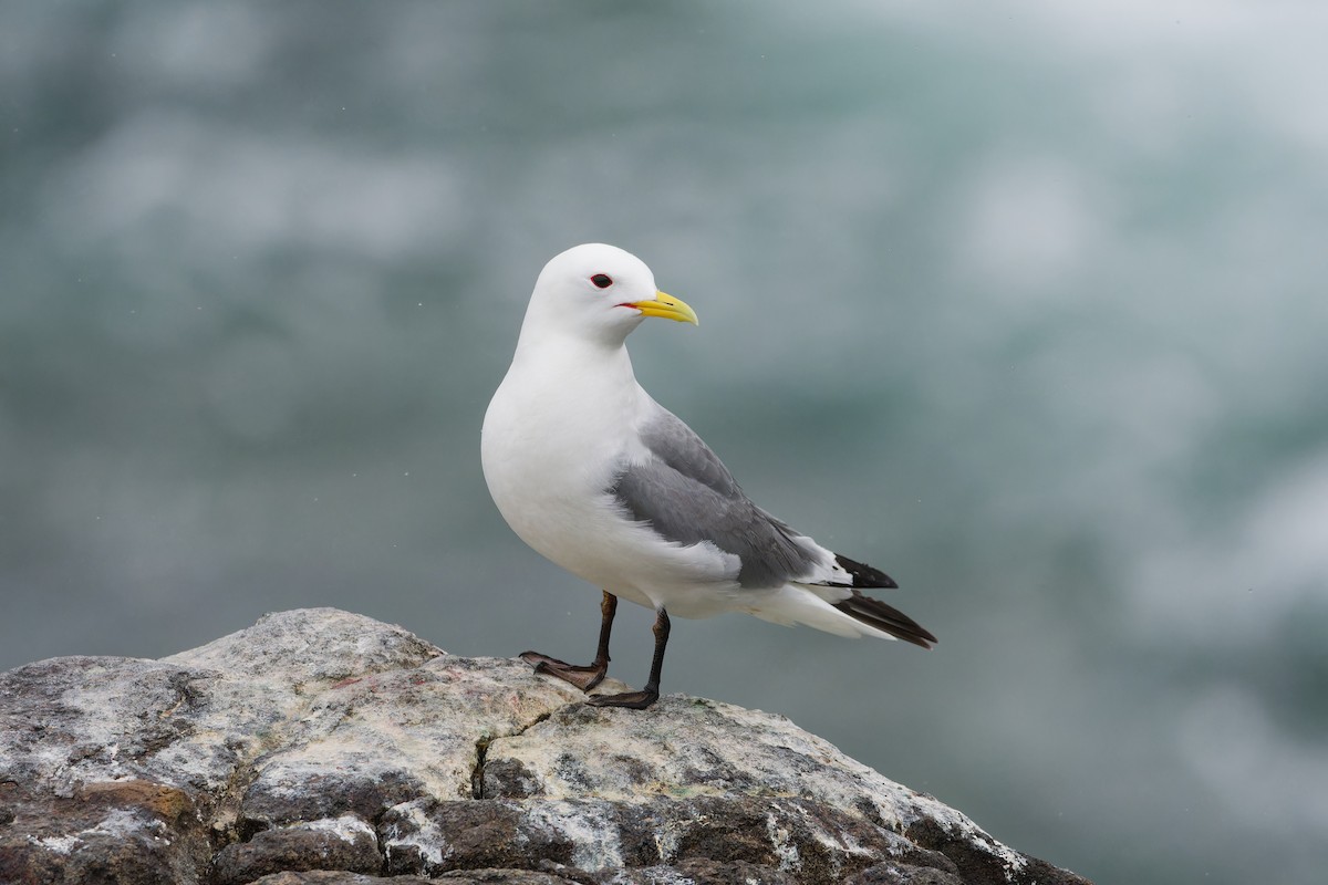 Kara Ayaklı Martı - ML645015573