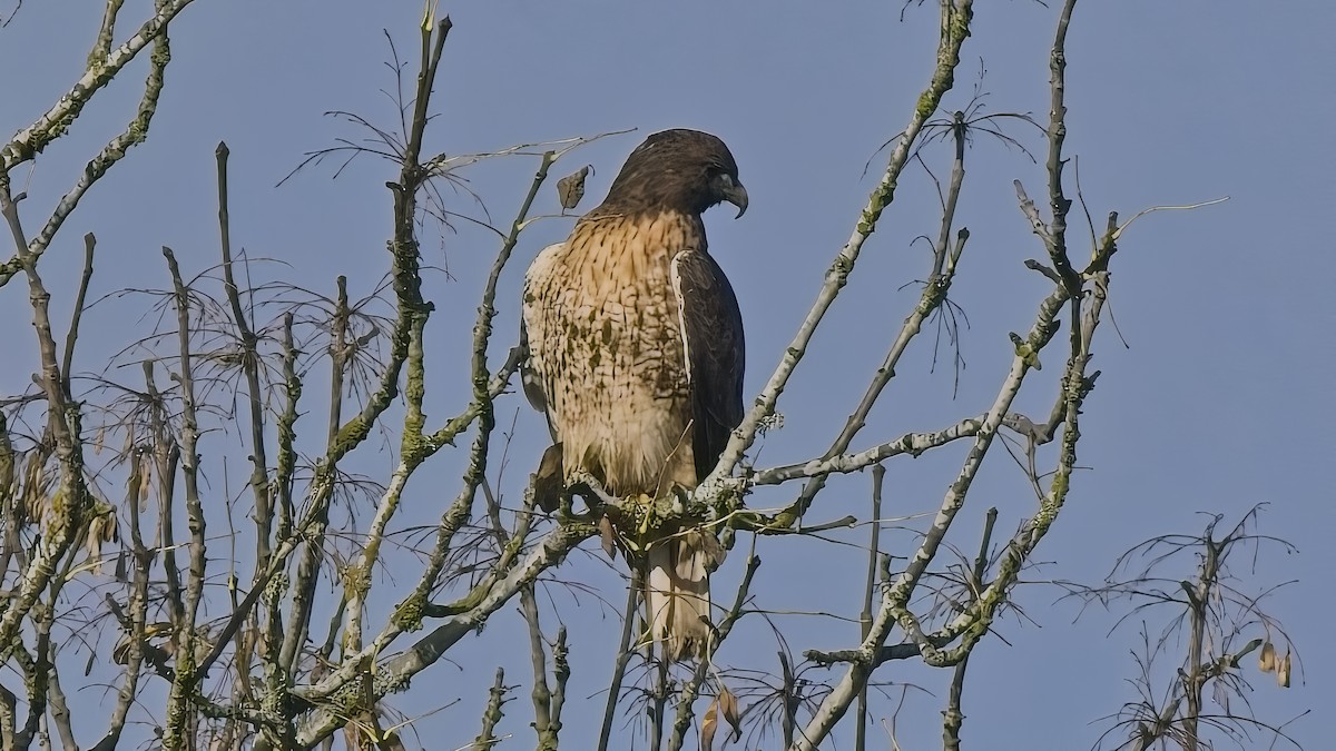 Red-tailed Hawk - ML645015576