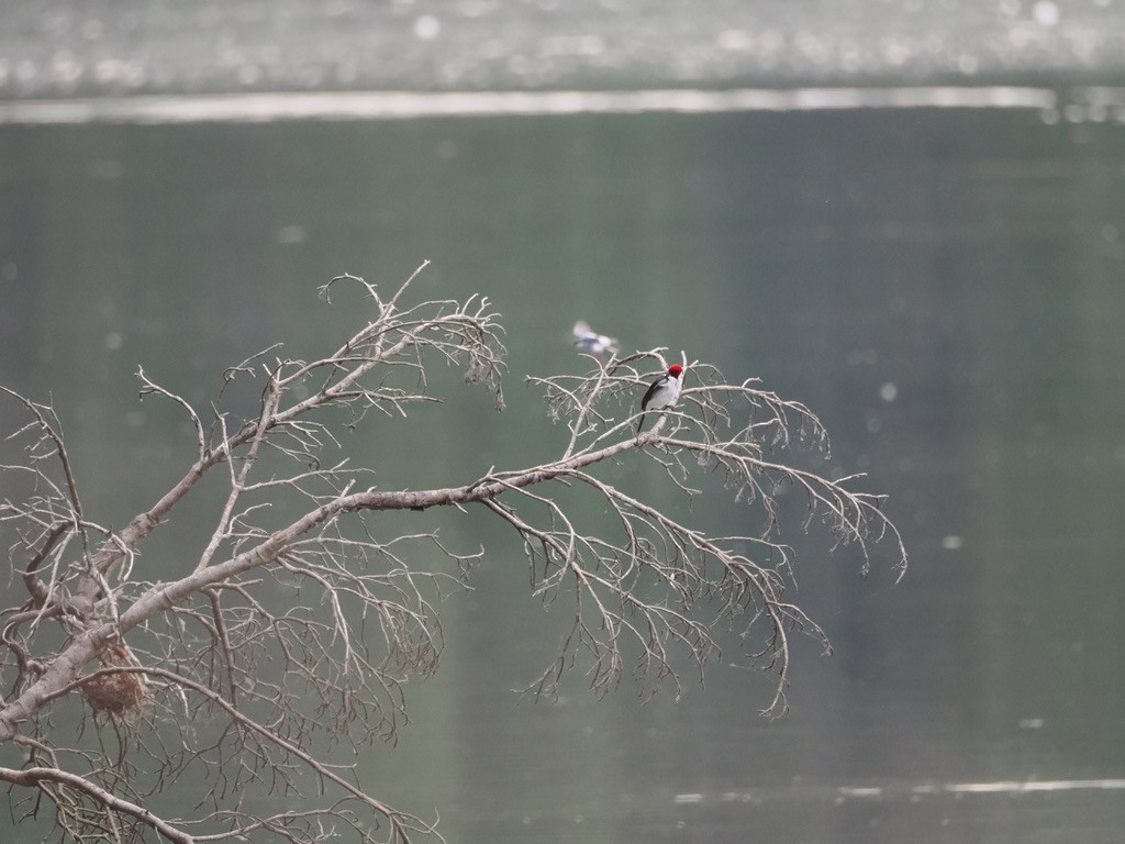 ノドグロコウカンチョウ - ML645015578