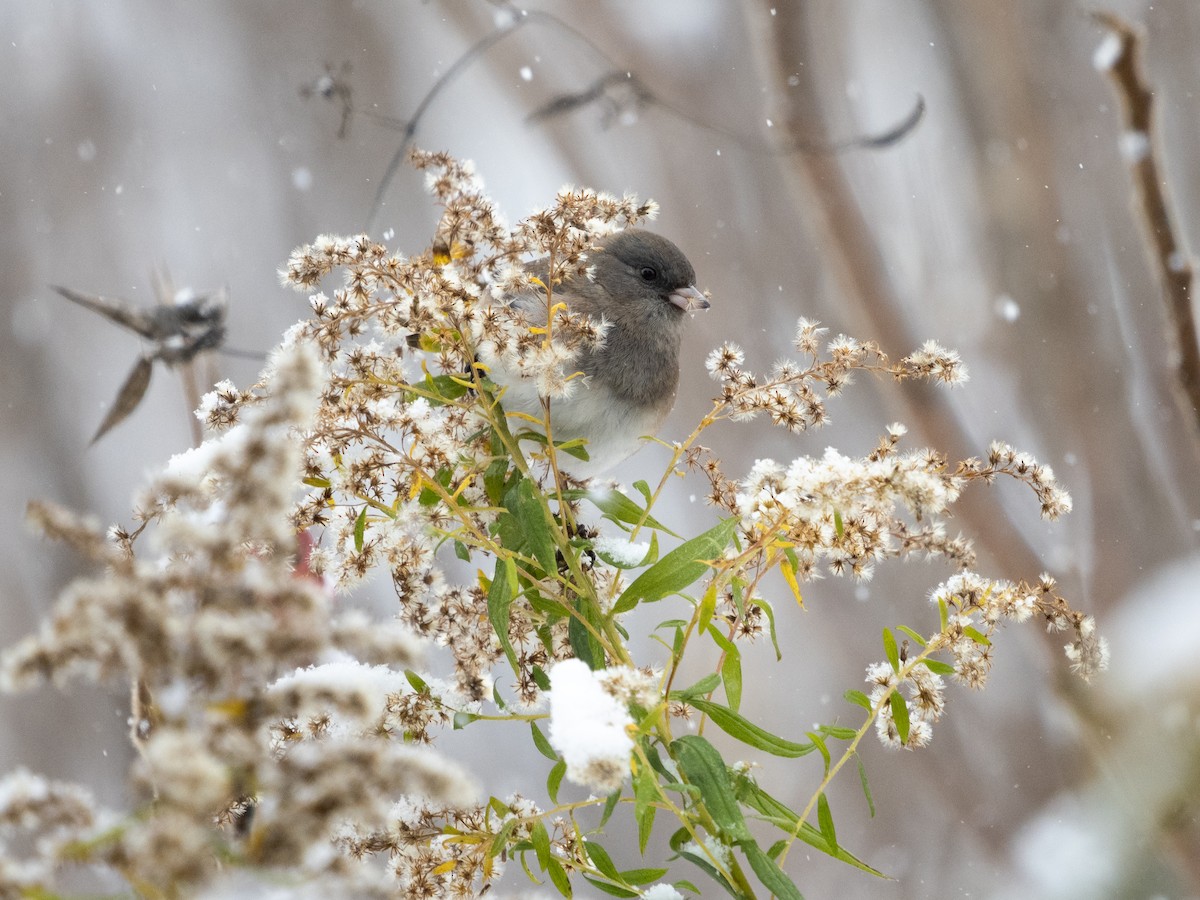 Серый юнко - ML645015580