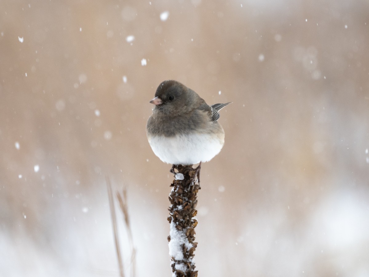 Серый юнко - ML645015583