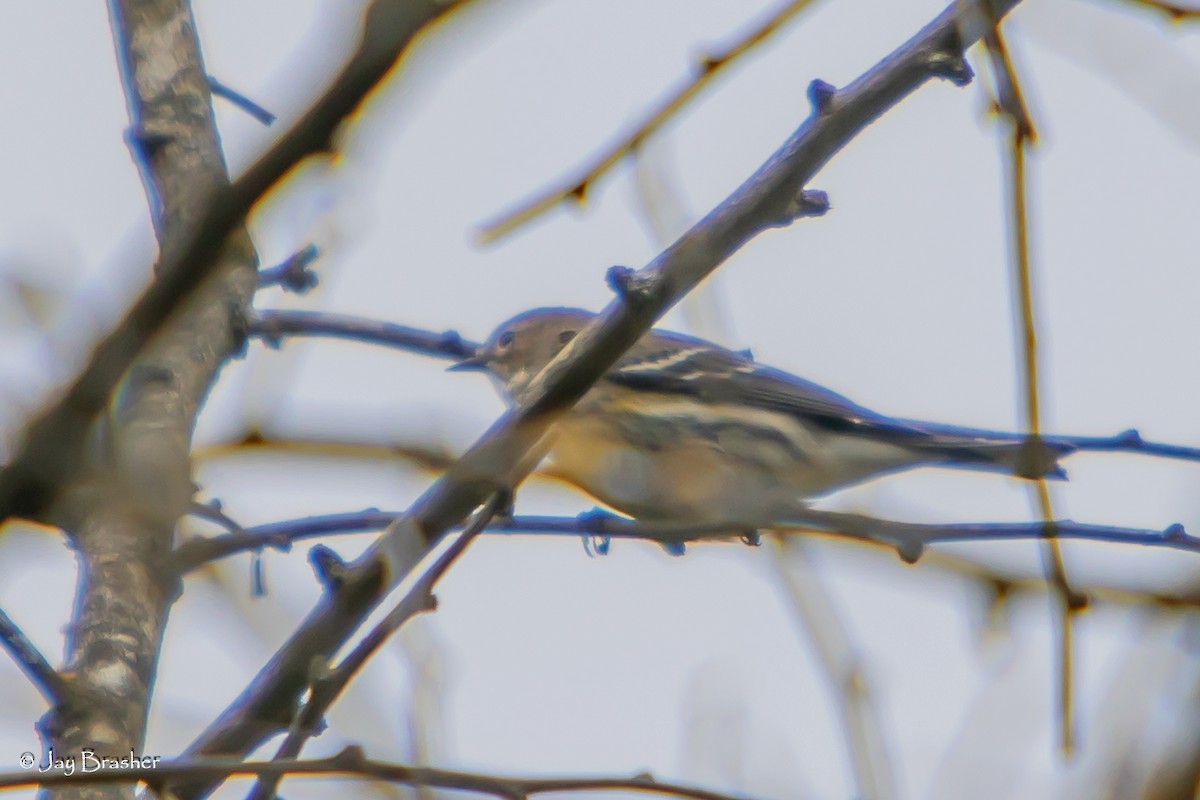 Yellow-rumped Warbler (Myrtle) - ML645015588