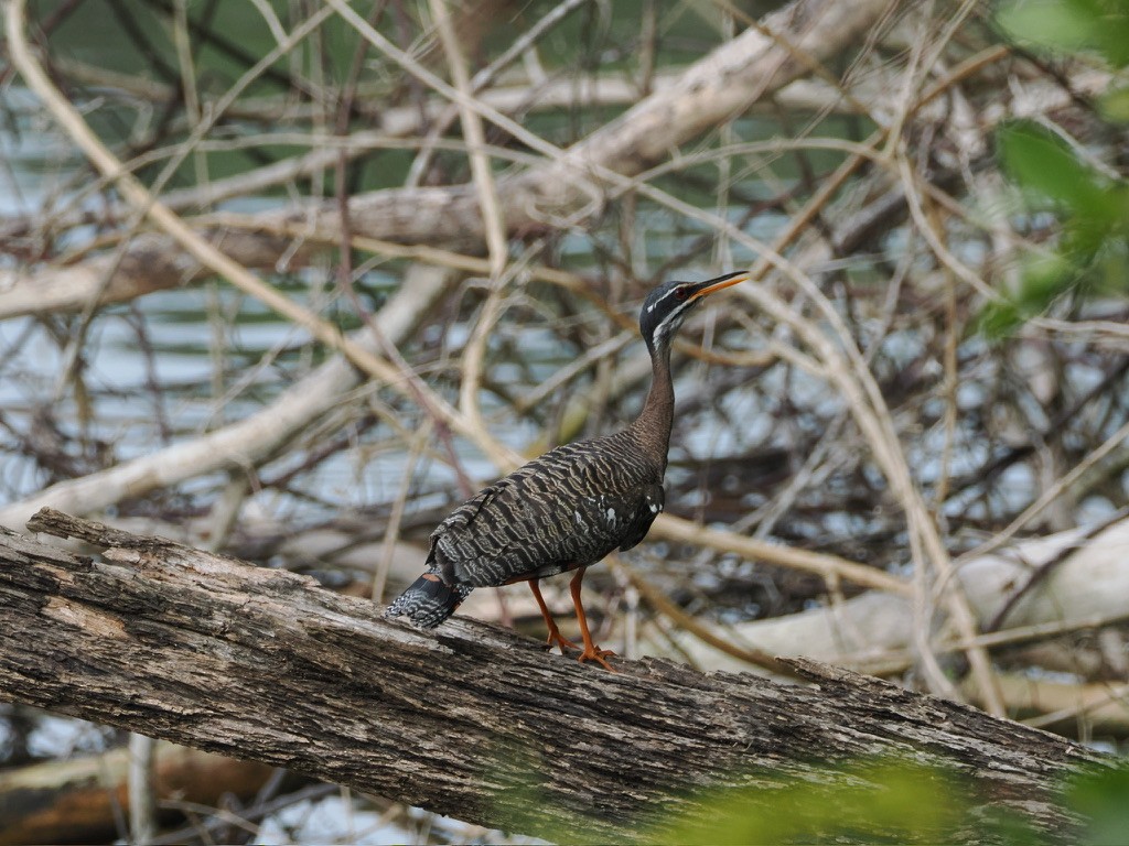 ジャノメドリ - ML645015591