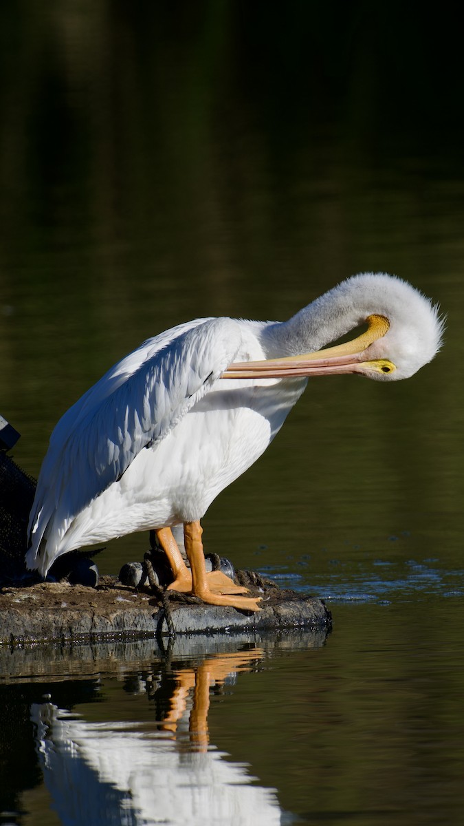 American White Pelican - ML645015605