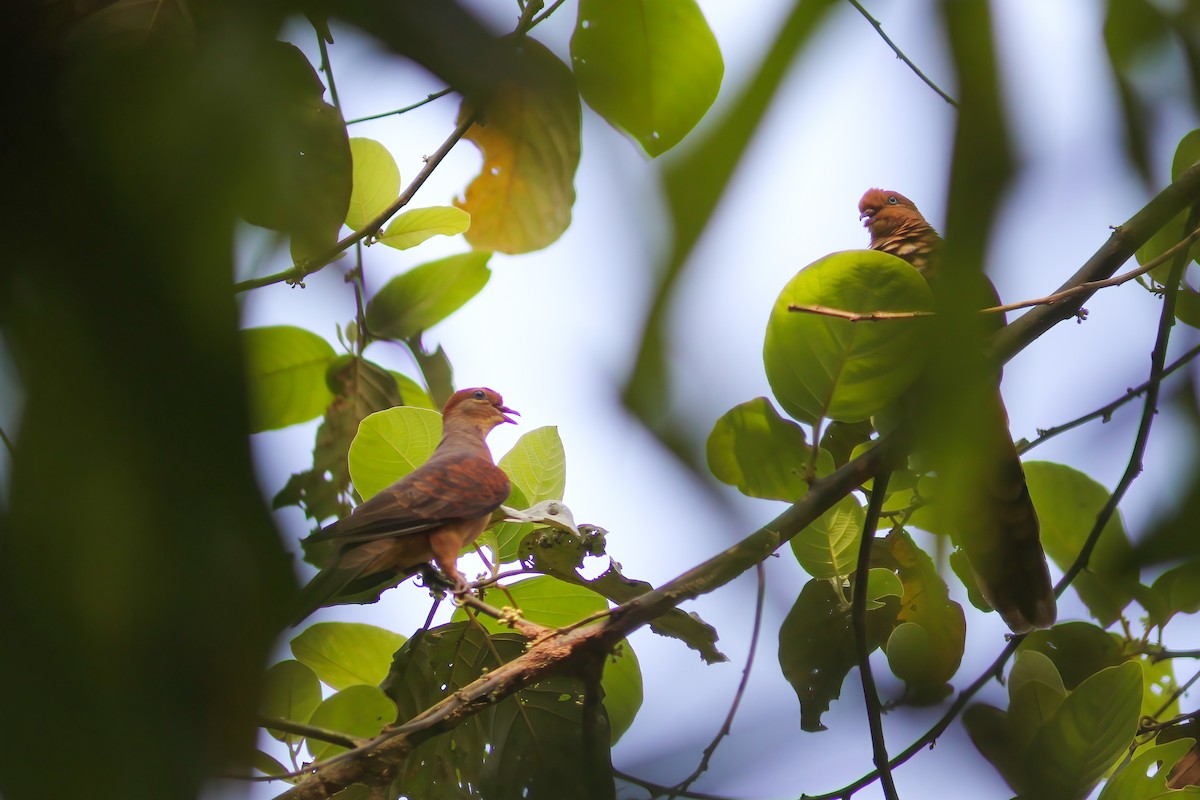 Little Cuckoo-Dove - ML645015617
