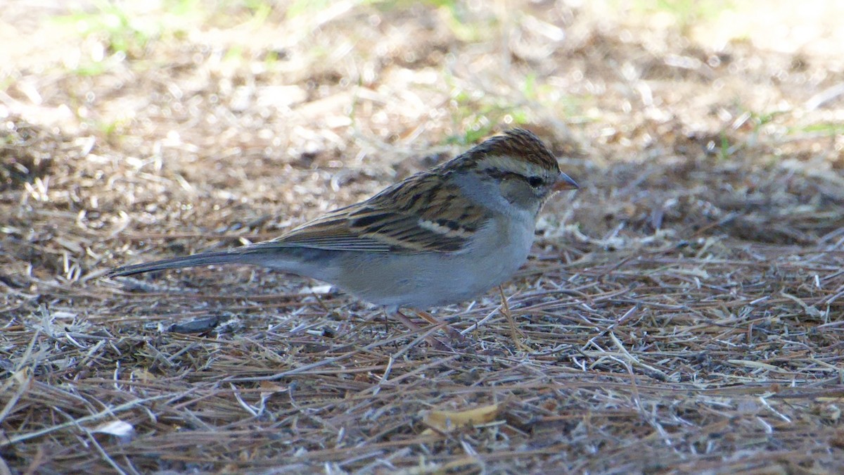 Chipping Sparrow - ML645015620