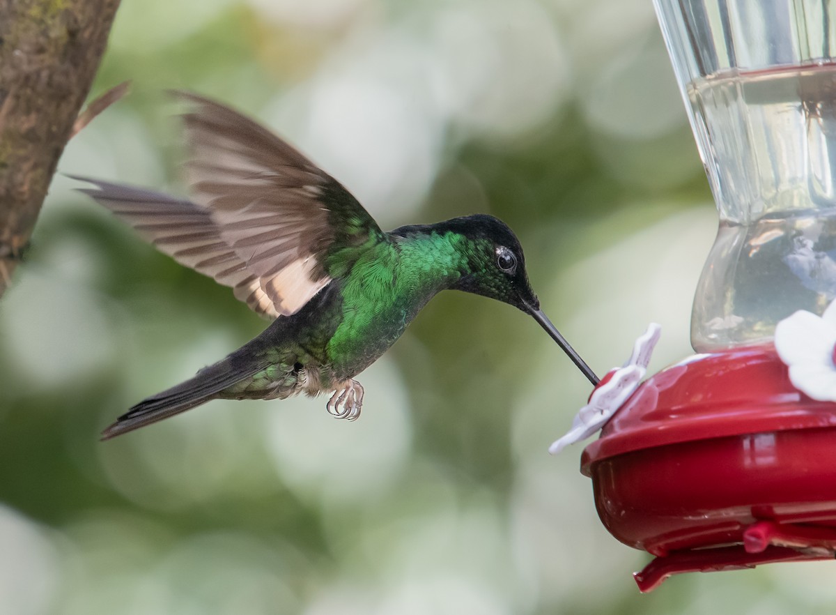 inka andský - ML645015621