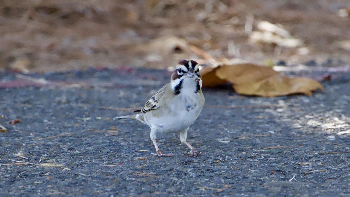 Lark Sparrow - ML645015627