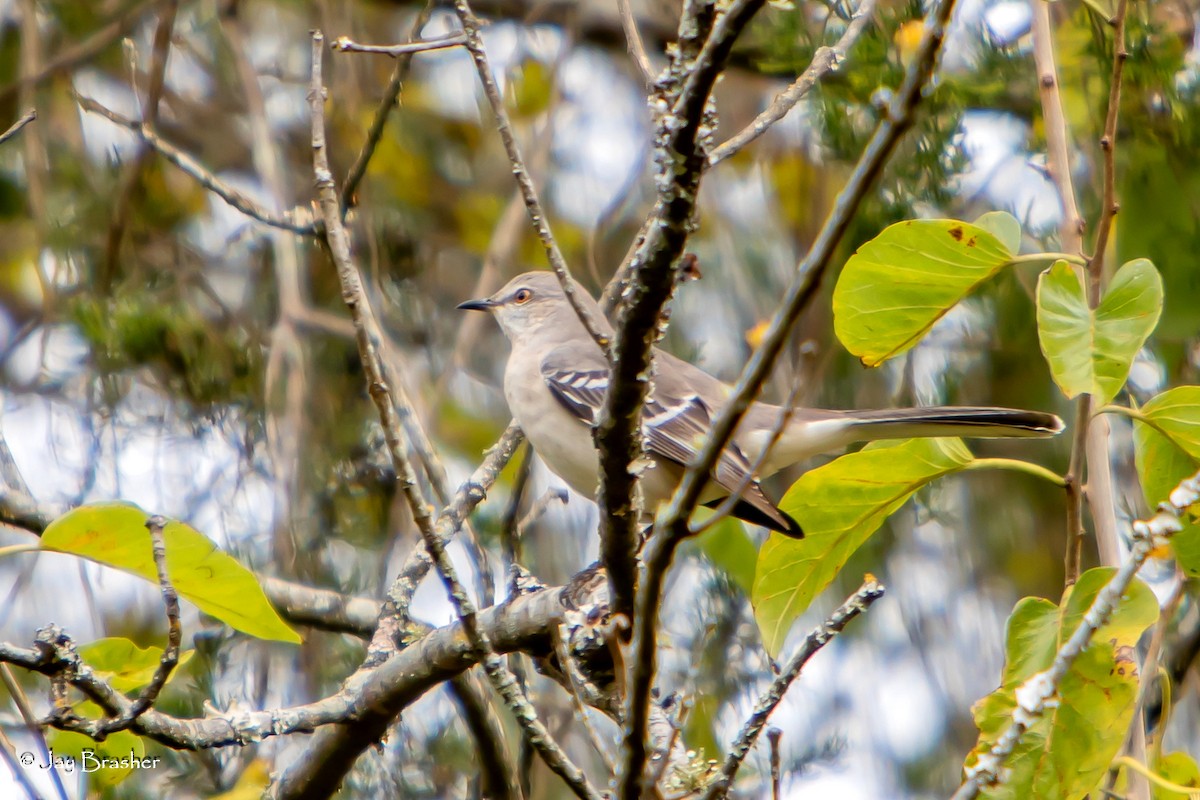 Northern Mockingbird - ML645015628