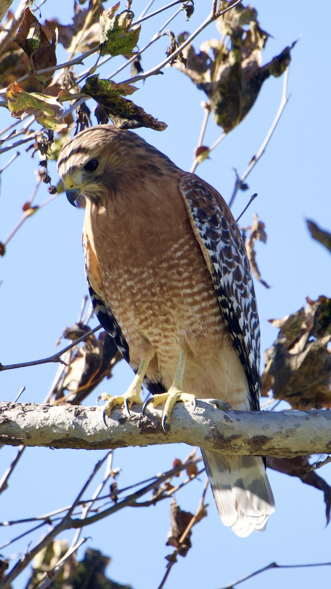 Red-shouldered Hawk - ML645015637