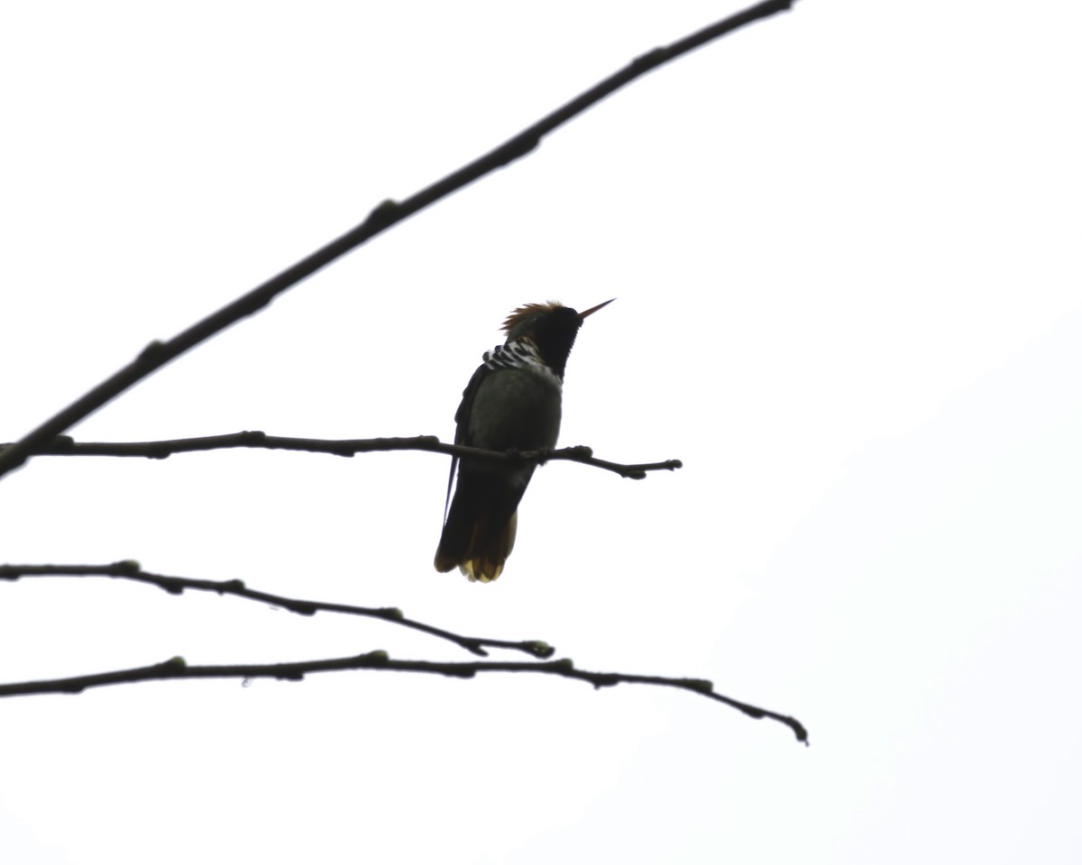 Frilled Coquette - ML645015644