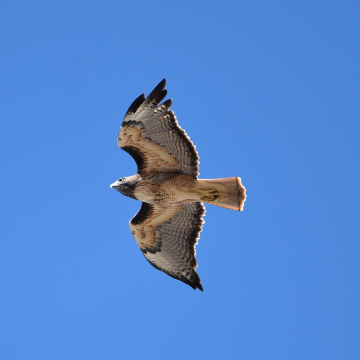 Red-tailed Hawk - ML645015649